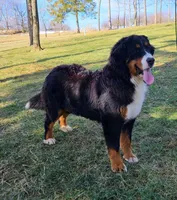 Romeo (Mini Bernese) 🐶, a male Bernese Mountain Dog and Cavalier King Charles Spaniel for sale in Walnut Creek, OH – 6 of 7