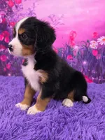 Sawyer Mini Bernese , a male Bernese Mountain Dog and Cavalier King Charles Spaniel for sale in Walnut Creek, OH – 3 of 7