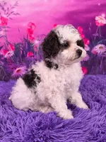Candi, a female Poodle - Miniature  for sale in Walnut Creek, OH – 2 of 6