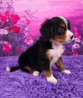 Leyla Mini Bernese 🐶, a female Bernese Mountain Dog and Cavalier King Charles Spaniel for sale in Walnut Creek, OH – 2 of 7