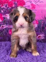 Nellie Mini Bernedoodle 🐶, a female Miniature Bernedoodle for sale in Walnut Creek, OH – 1 of 7