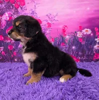 Adele, a female Golden Mountain Doodle for sale in Walnut Creek, OH – Photo 3 of 6