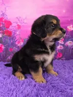 Adele, a female Golden Mountain Doodle for sale in Walnut Creek, OH – Photo 2 of 6