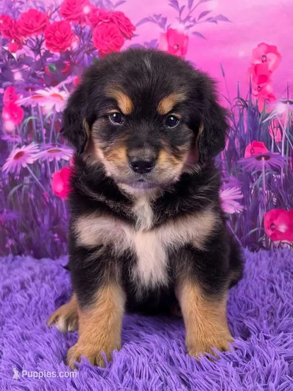 Adele – Golden Mountain Doodle puppy for sale in Walnut Creek, OH