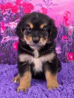 Adele, a female Golden Mountain Doodle for sale in Walnut Creek, OH – Photo 1 of 6