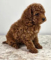 Finley , a female Poodle - Miniature  for sale in Walnut Creek, OH – 2 of 7