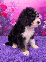 Stella Mini Sheepadoodle 🐶, a female Poodle - Miniature  and Sheepadoodle for sale in Walnut Creek, OH – 2 of 7