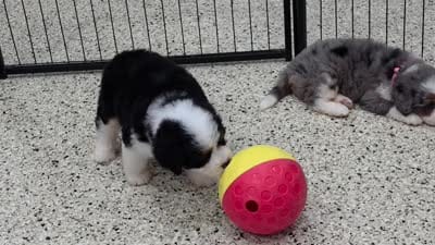Meadow, a female Miniature Bernedoodle for sale in Walnut Creek, OH – 5 of 5