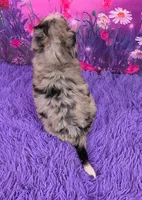 Nova Mini Bernedoodle 🐶, a female Miniature Bernedoodle for sale in Walnut Creek, OH – 4 of 7