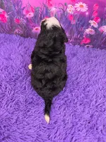 Hailey 🐶, a female Miniature Bernedoodle for sale in Walnut Creek, OH – 4 of 5