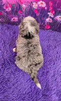 Kodiak 🐶, a male Miniature Bernedoodle for sale in Walnut Creek, OH – 4 of 5