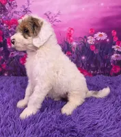 Summer Mini Sheepadoodle 🐶, a female Poodle - Miniature  and Sheepadoodle for sale in Walnut Creek, OH – 3 of 7