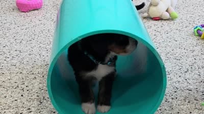 Niles Mini Bernedoodle 🐶, a male Miniature Bernedoodle for sale in Walnut Creek, OH – 5 of 7