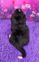 Nina Mini Bernese 🐶, a female Bernese Mountain Dog and Cavalier King Charles Spaniel for sale in Walnut Creek, OH – 4 of 7