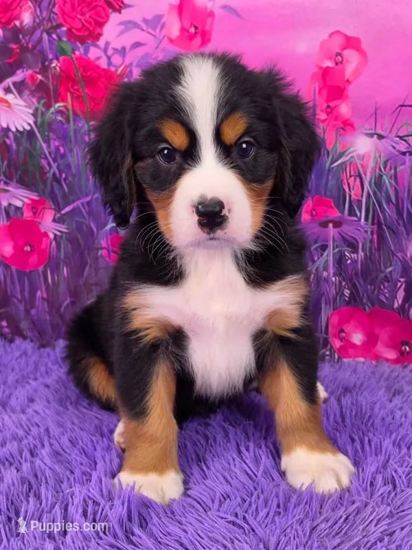 Sawyer Mini Bernese  – Bernese Mountain Dog, Cavalier King Charles Spaniel puppy for sale in Walnut Creek, OH