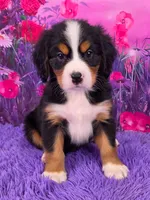 Sawyer Mini Bernese , a male Bernese Mountain Dog and Cavalier King Charles Spaniel for sale in Walnut Creek, OH – 1 of 7
