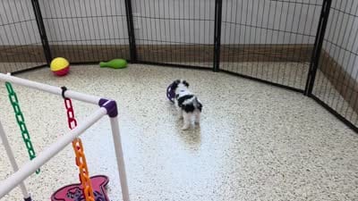 Cookie, a male Poodle - Miniature  for sale in Walnut Creek, OH – 5 of 7