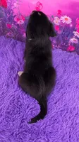 Oscar , a male Goberian for sale in Walnut Creek, OH – 4 of 7