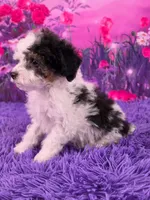 Cookie, a male Poodle - Miniature  for sale in Walnut Creek, OH – 3 of 7