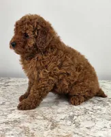 Emma, a female Poodle - Miniature  for sale in Walnut Creek, OH – 3 of 6