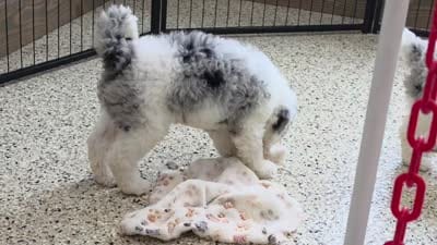 Snoopy Mini Sheepsdoodle 🐶, a male Poodle - Miniature  and Sheepadoodle for sale in Walnut Creek, OH – 5 of 7