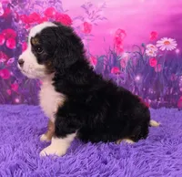 Harmony  🐶, a female Miniature Bernedoodle for sale in Walnut Creek, OH – 3 of 5