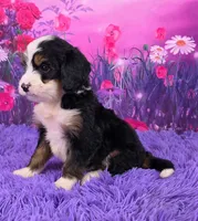Nora Mini Bernedoodle 🐶, a female Miniature Bernedoodle for sale in Walnut Creek, OH – 3 of 7