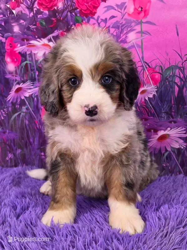 Kai 🐶 – Miniature Bernedoodle puppy for sale in Walnut Creek, OH
