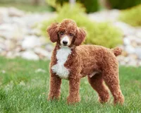 Emma, a female Poodle - Miniature  for sale in Walnut Creek, OH – 6 of 6