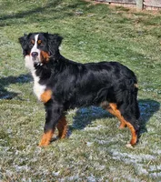 Zyrus 🐶, a male Miniature Bernedoodle for sale in Walnut Creek, OH – 6 of 7