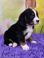 Hudson Mini Bernese 🐶, a male Bernese Mountain Dog and Cavalier King Charles Spaniel for sale in Walnut Creek, OH – Photo 2 of 4