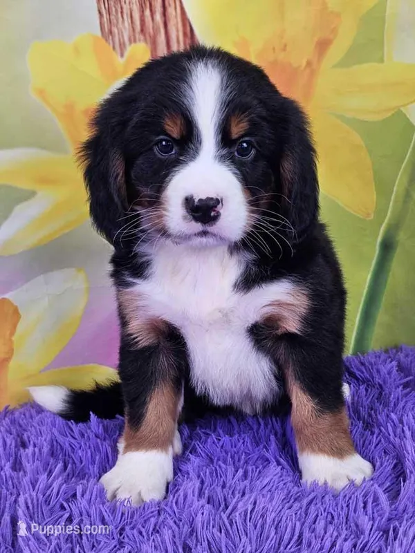Hudson Mini Bernese 🐶 – Bernese Mountain Dog, Cavalier King Charles Spaniel puppy for sale in Walnut Creek, OH