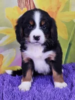 Hudson Mini Bernese 🐶, a male Bernese Mountain Dog and Cavalier King Charles Spaniel for sale in Walnut Creek, OH – Photo 1 of 4