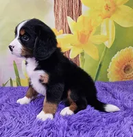 Hudson Mini Bernese 🐶, a male Bernese Mountain Dog and Cavalier King Charles Spaniel for sale in Walnut Creek, OH – Photo 3 of 4