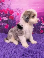 Smokey Mini Sheepadoodle 🐶, a male Poodle - Miniature  and Sheepadoodle for sale in Walnut Creek, OH – 2 of 7