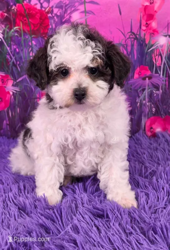 Candi – Poodle - Miniature  puppy for sale in Walnut Creek, OH