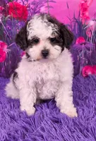 Candi, a female Poodle - Miniature  for sale in Walnut Creek, OH – 1 of 6