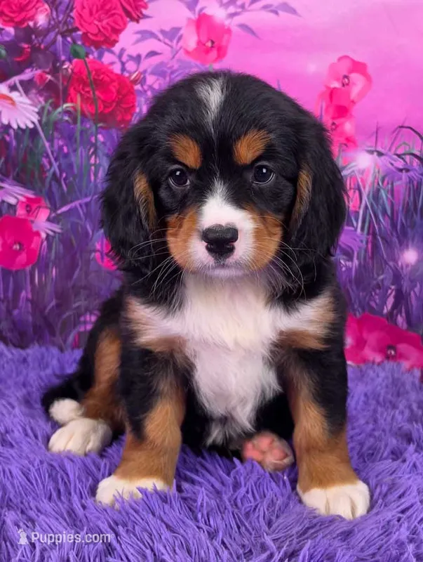 Nina Mini Bernese 🐶 – Bernese Mountain Dog, Cavalier King Charles Spaniel puppy for sale in Walnut Creek, OH