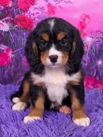 Nina Mini Bernese 🐶, a female Bernese Mountain Dog and Cavalier King Charles Spaniel for sale in Walnut Creek, OH – 1 of 7