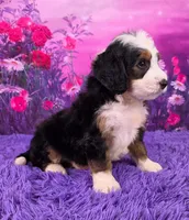 Hendrix 🐶, a male Miniature Bernedoodle for sale in Walnut Creek, OH – 2 of 5