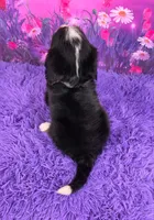 Leyla Mini Bernese 🐶, a female Bernese Mountain Dog and Cavalier King Charles Spaniel for sale in Walnut Creek, OH – 4 of 7