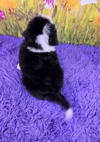 Willow, a female Miniature Bernedoodle for sale in Walnut Creek, OH – 4 of 5
