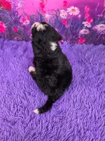 Nabisco Mini Bernedoodle 🐶, a male Miniature Bernedoodle for sale in Walnut Creek, OH – 4 of 7