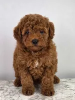 Emma, a female Poodle - Miniature  for sale in Walnut Creek, OH – 1 of 6