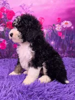 Stella Mini Sheepadoodle 🐶, a female Poodle - Miniature  and Sheepadoodle for sale in Walnut Creek, OH – 3 of 7