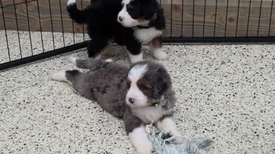 Tulip, a female Miniature Bernedoodle for sale in Walnut Creek, OH – 6 of 6