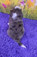 Tulip, a female Miniature Bernedoodle for sale in Walnut Creek, OH – 5 of 6