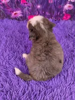 Navi Mini Bernedoodle 🐶, a female Miniature Bernedoodle for sale in Walnut Creek, OH – 4 of 7