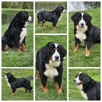 Lego Mini Bernese 🐶, a male Bernese Mountain Dog and Cavalier King Charles Spaniel for sale in Walnut Creek, OH – 6 of 7