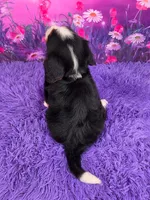 Lego Mini Bernese 🐶, a male Bernese Mountain Dog and Cavalier King Charles Spaniel for sale in Walnut Creek, OH – 4 of 7